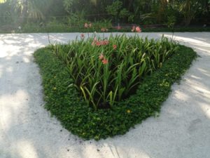 landscaping services in sri lanka