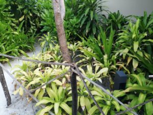 landscaping services in sri lanka